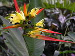 Choconiana Heliconia